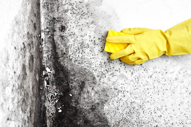 Professional Mold Removal in Willowbrook, CA