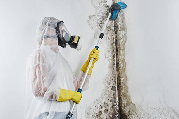 Best Black Mold Removal  in Willowbrook, CA
