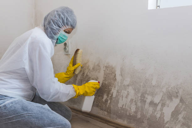 Mold Removal Process in Willowbrook, CA