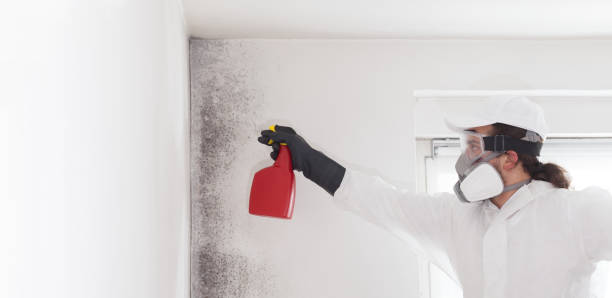 Best Toxic Mold Removal  in Willowbrook, CA