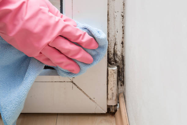 Best Mold Damage Repair  in Willowbrook, CA